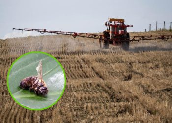 Greenpeace: “L’Europa esporta pesticidi killer”