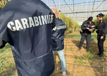 Maxi piantagione marijuana in serre, 6 arresti nel Cagliaritano