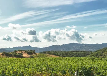 Campari cede amaro Averna e mirto Zedda Piras per 100 milioni