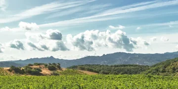 Campari cede amaro Averna e mirto Zedda Piras per 100 milioni