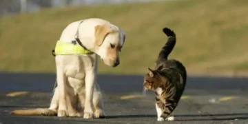 Sono 10 milioni le famiglie che hanno in casa un cane o un gatto