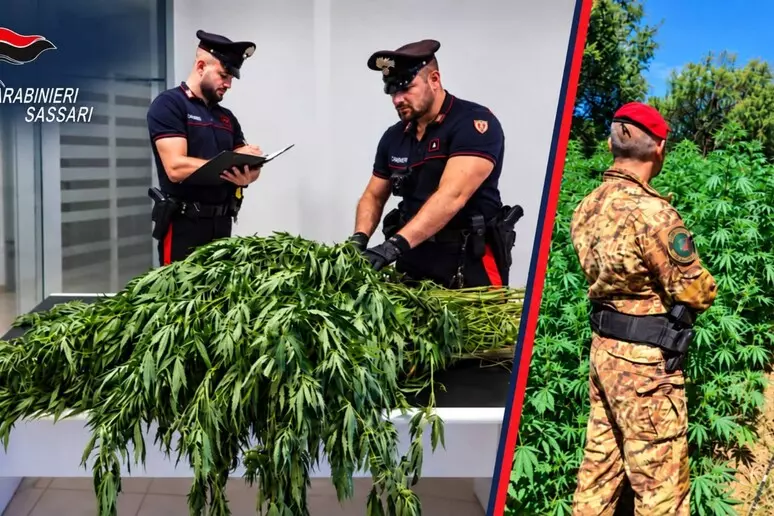 Maxi piantagioni di cannabis nel nord Sardegna, oltre 11.500 arbusti