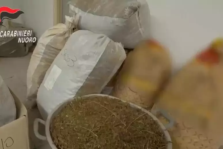 Nascondeva 200 kg di marijuana in casa, 50enne arrestato a Orotelli