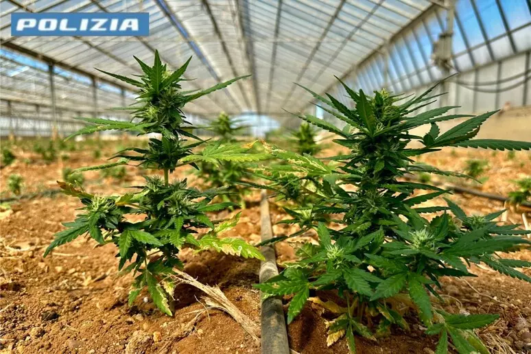 Nel Cagliaritano una serra con 9mila piantine di marijuana, due arresti